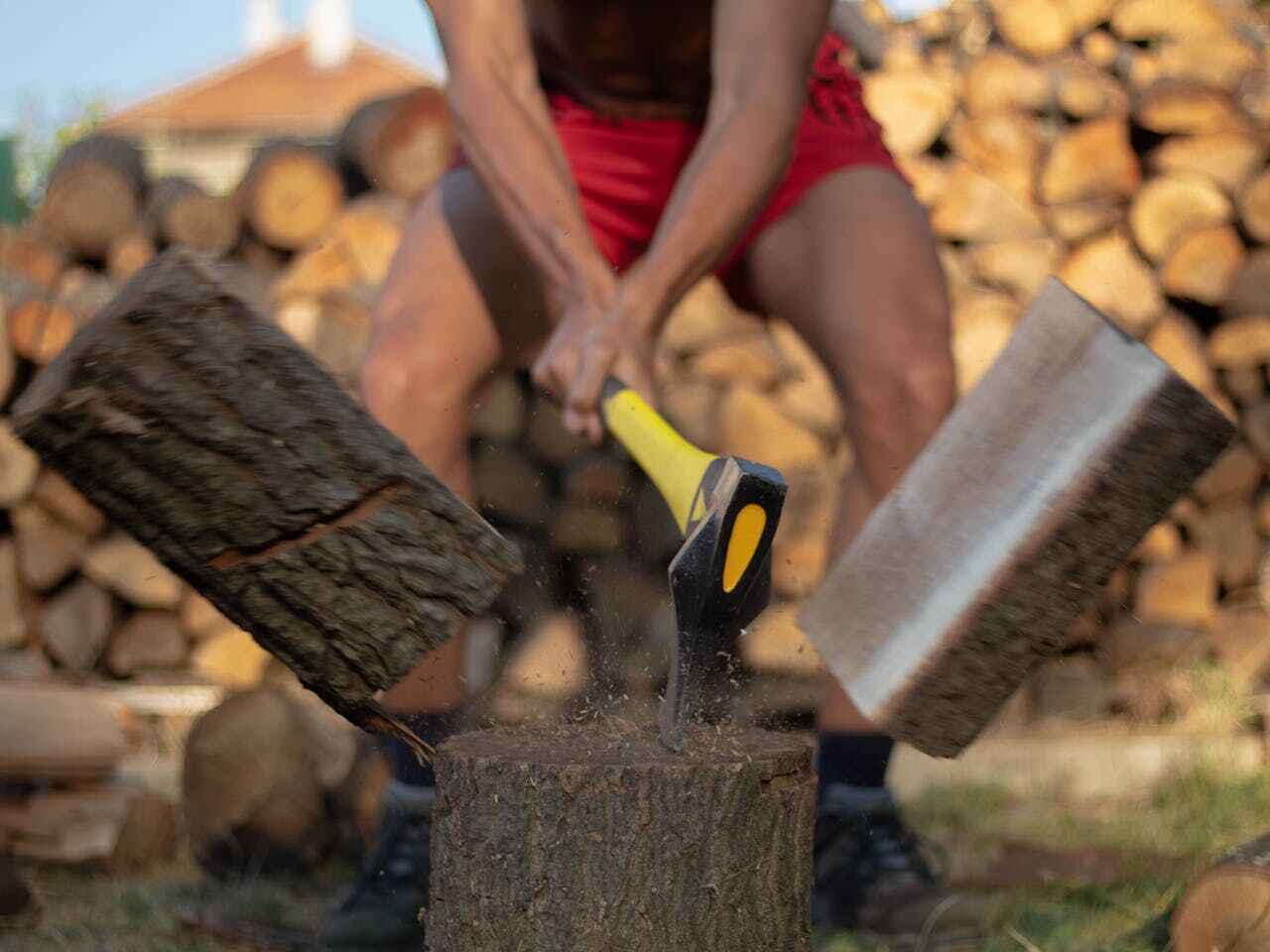 Palm Tree Trimming in New Prague, MN